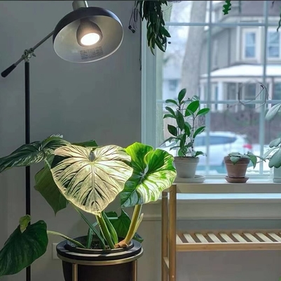 Iluminação LED de planta de crescimento 20W LEDPAR30 com 85V-265V de tensão de entrada e outro tipo de base